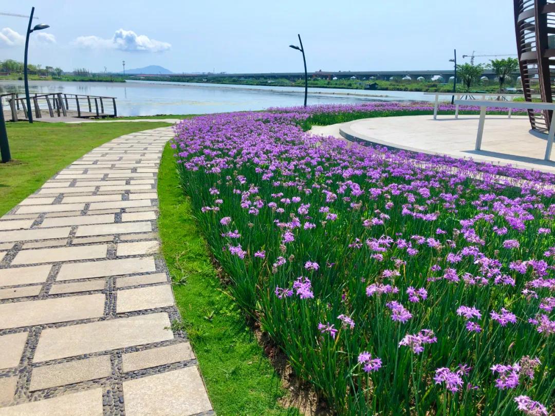 花园庭院设计花卉园艺,花园搭配的草类植物