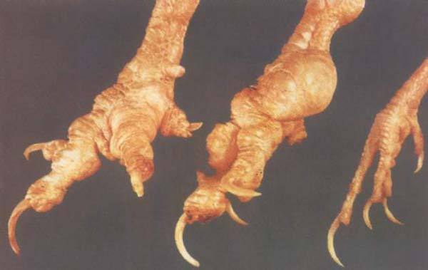 鸡得了痛风病怎么办,鸡痛风症状表现图片大全