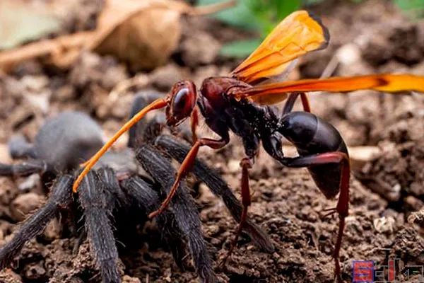 Sbike动植物百科：世界体型最大的各科目昆虫排行，奇妙！（上）