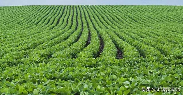 真菌细菌病害区别,作物真菌和细菌识别方法