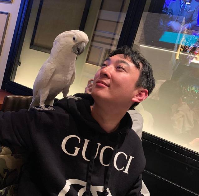 王思聪的宠物柯尔鸭,王思聪宠物猫咪