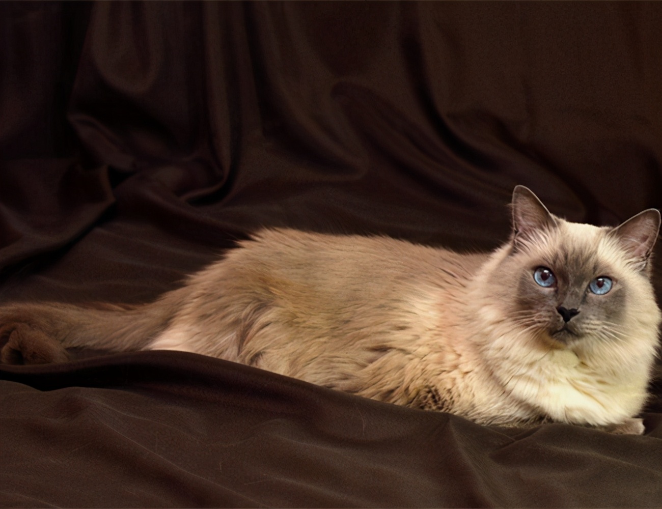 猫咪寿命比较长的有哪些,猫咪的寿命一般在多长时间左右