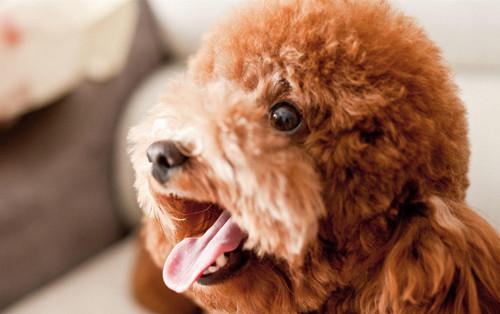 泰迪一天喂几次狗粮合适,成年泰迪一天吃多少狗粮合适