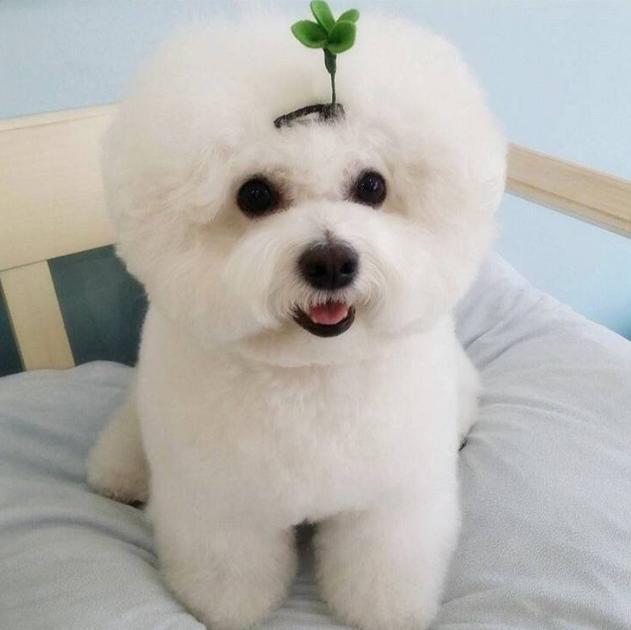 如何养好一只比熊犬这5点很关键,超小体比熊犬智商会不会差点