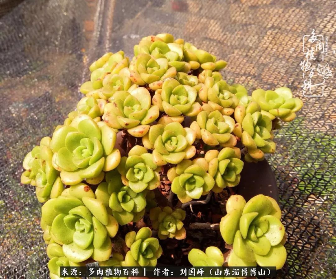 多肉植物大王叫我来巡山,大王叫我来巡山绿植