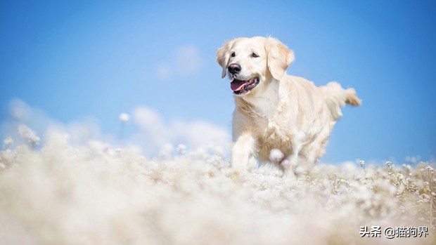 如何对待狗狗的铲屎官,铲屎官对狗狗的迷惑行为