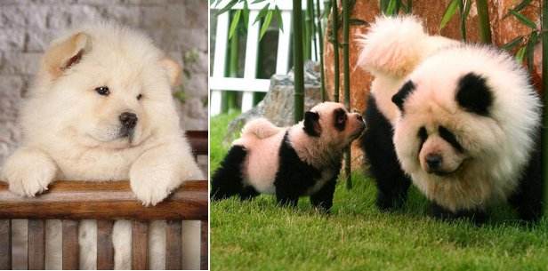 狗中什么犬更忠诚,狗中大熊猫