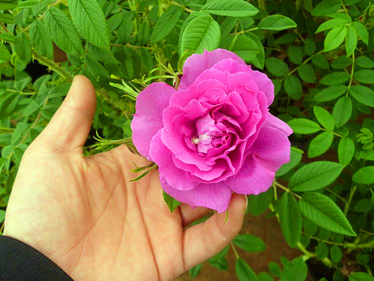 玫瑰花怎么养可以越养越好,玫瑰花怎么养才能长得快又茂盛