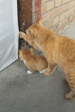 猫妈妈咬死自己的孩子,猫妈妈为什么要咬死自己的孩子