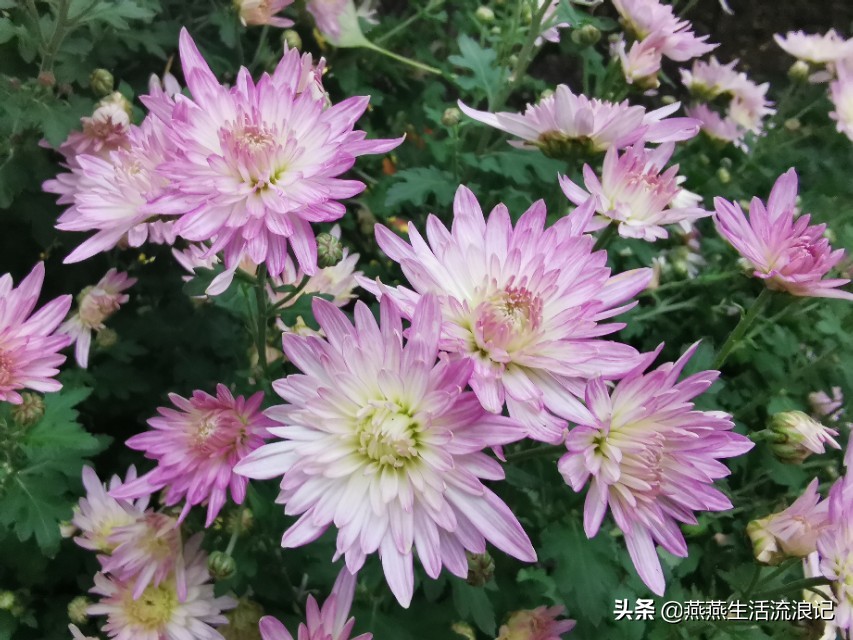 菊花开过后如何养护来年再开花,菊花的详细养护和技巧
