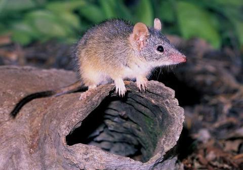 这种动物为交配而生，最长交配时间可达14小时，直到死才会停止