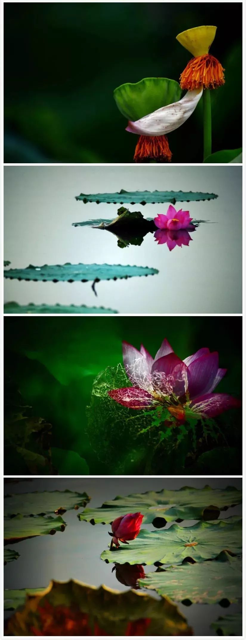 常德，那些惊艳夏日的荷花