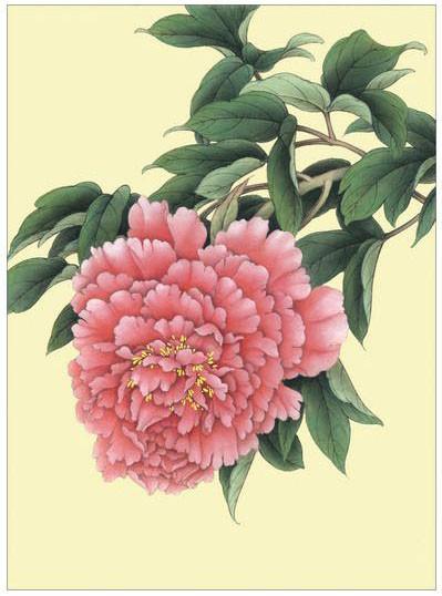 工笔牡丹勾线画法,工笔牡丹十二品设色步骤