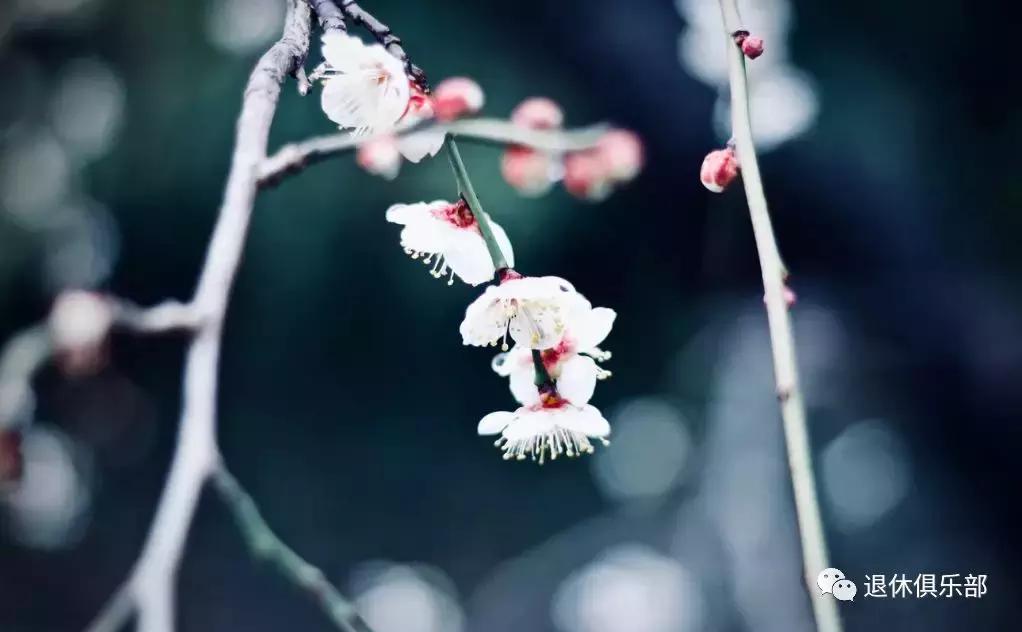 沪上11座公园为你准备的小“梅”好，你收到了吗？