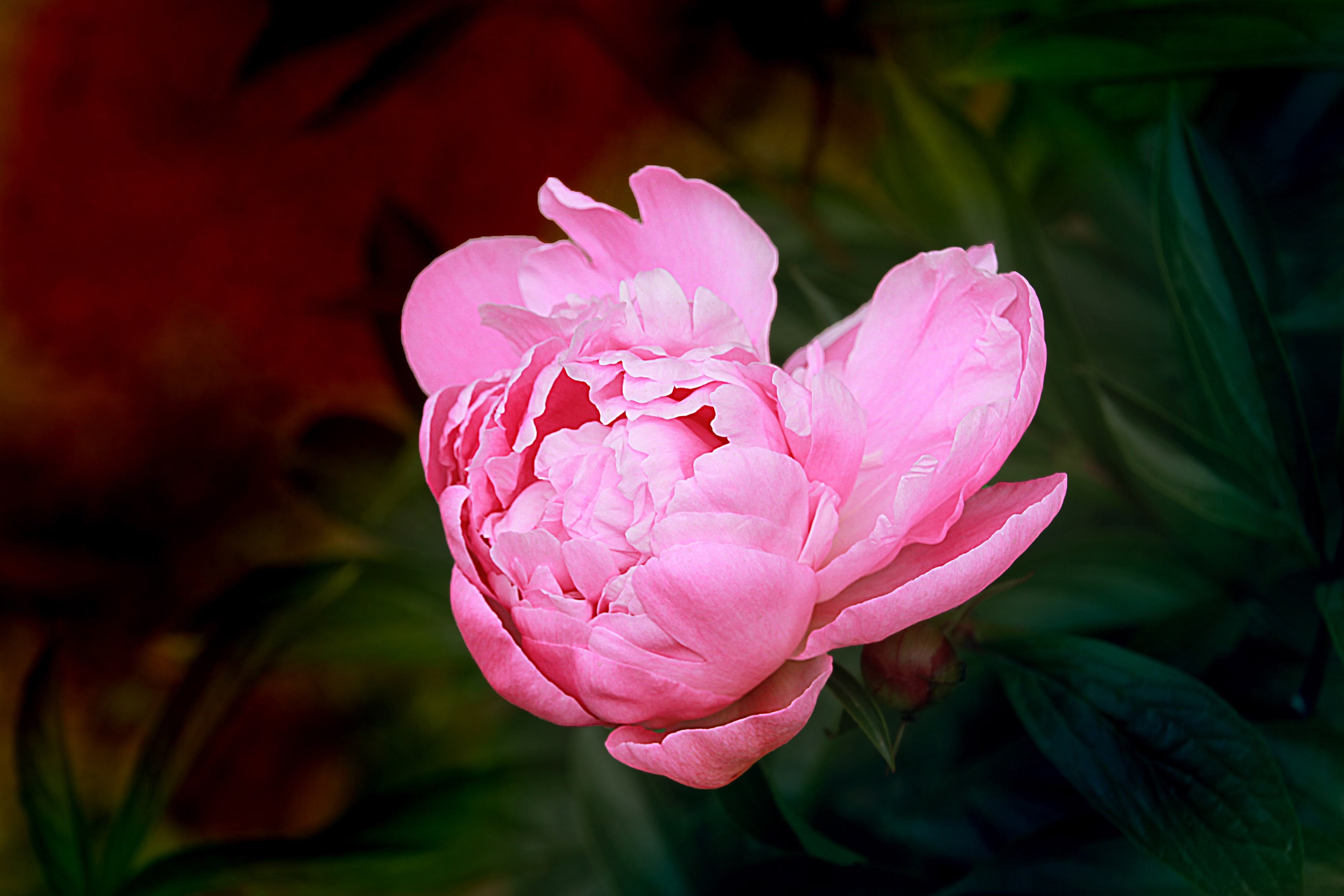 说文解字第1章,桃之夭夭有蕡其实中的蕡怎么读