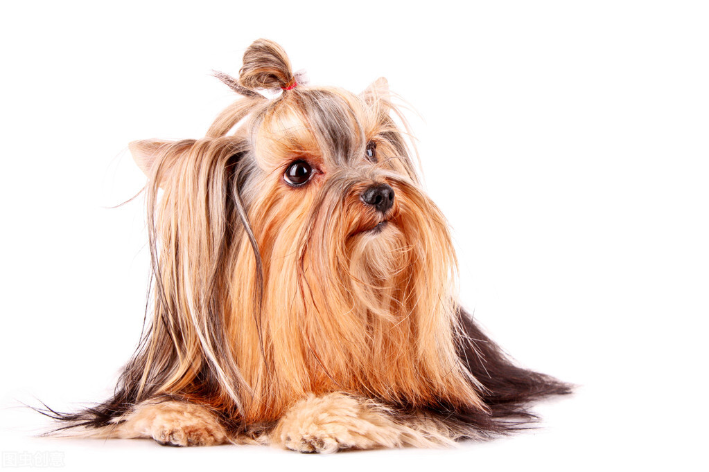 约克夏有没有繁育价值,3分钟热度的人适合养约克夏吗