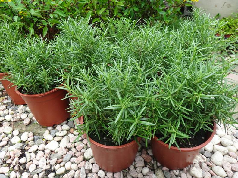 10种易养活的室内植物花,100种家庭花卉种植盆栽大全