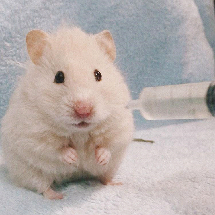 仓鼠爱上肥宅快乐水，喝了一口后还想喝，此时主人果断拒绝了