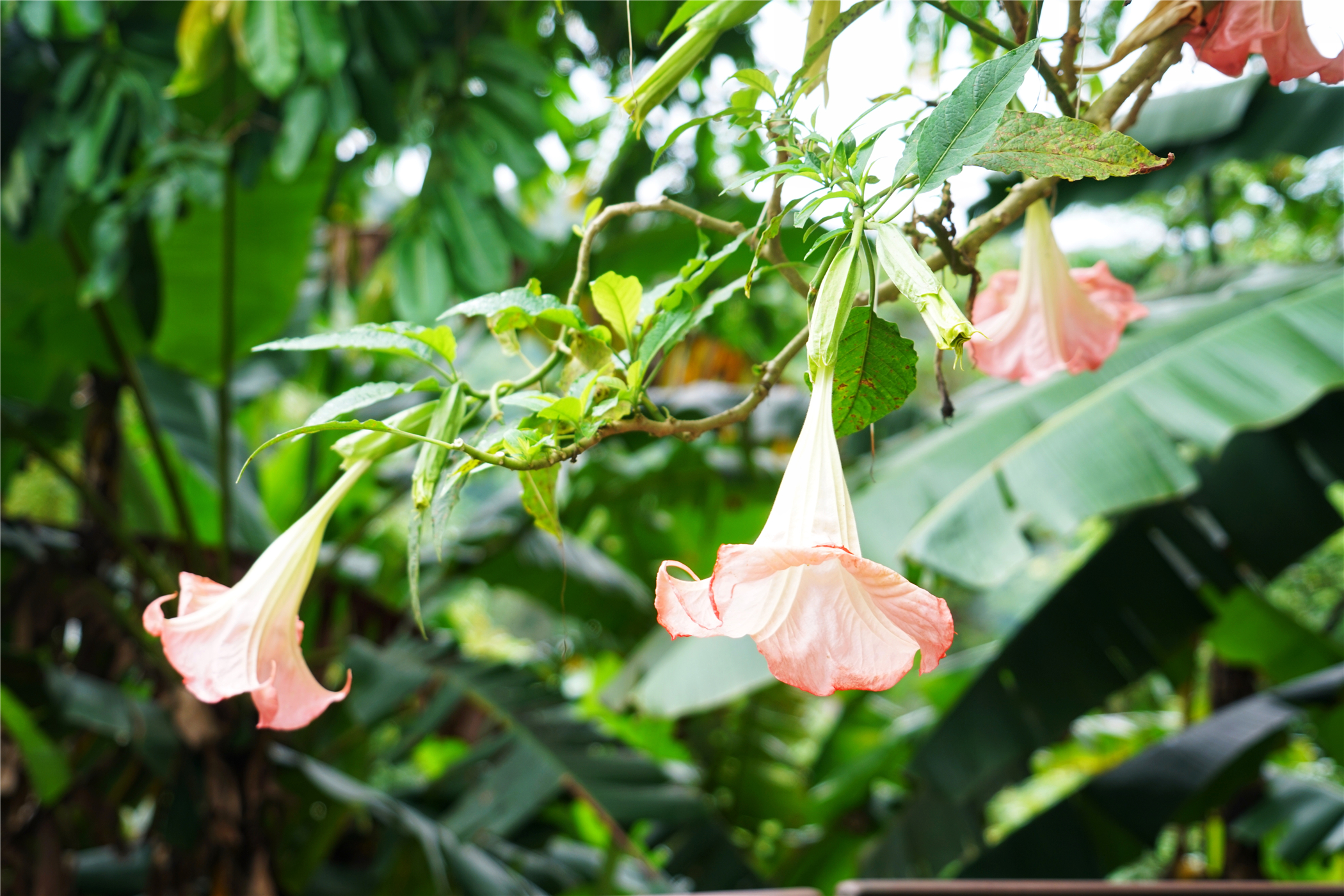 热带雨林丛林深处望天树图片,热带雨林中的望天树