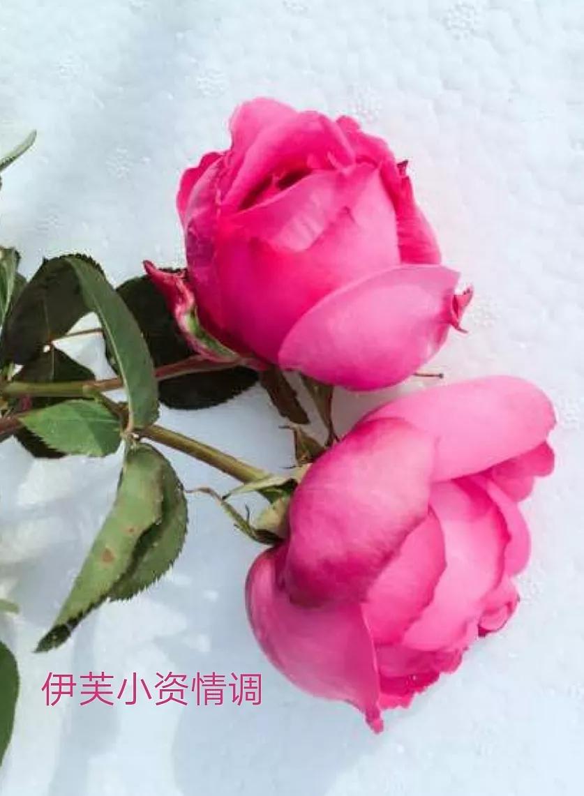 适合做切花的月季品种,十大公认最好切花月季