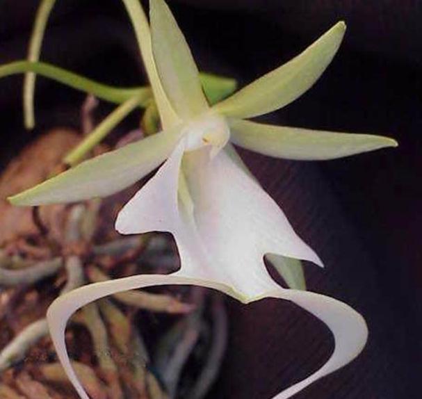 喜马拉雅山上发现的最美的兰花,喜马拉雅山最珍贵的植物