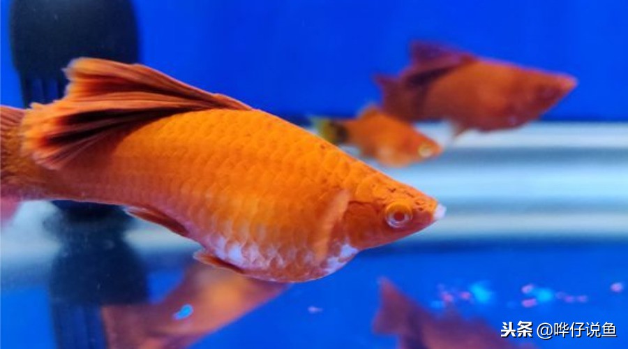 观赏鱼排在前10名的冠军鱼,盘点十大观赏鱼