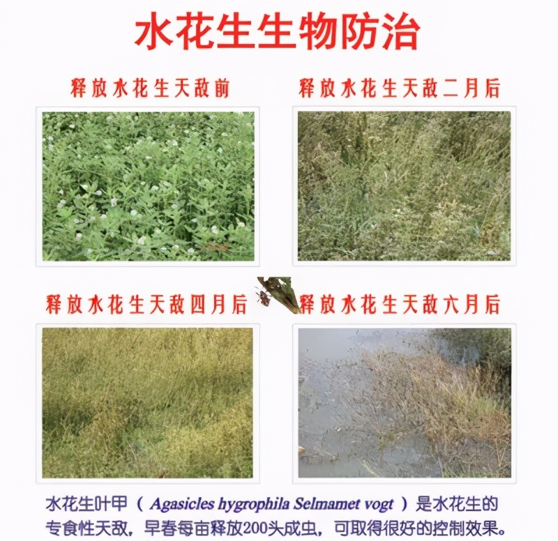 这三种危险植物千万别碰,被吃掉拉出来还能继续生长的植物