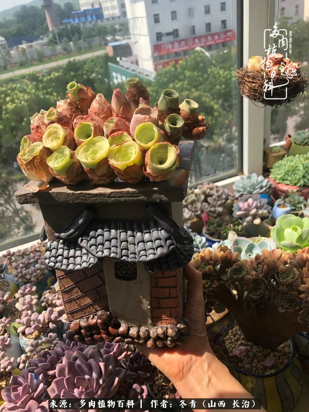 新手养的多肉怎么管理好看,阳台养多肉正确方法