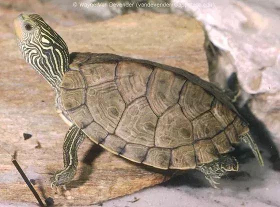 地图龟6-7厘米是成年龟吗,地图龟12cm成年了么