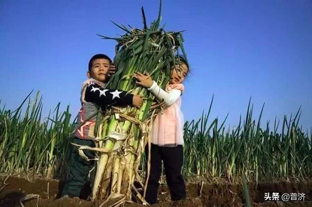 大葱故事大全,大葱民间故事