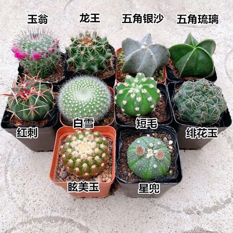 十大最好养的绿萝花,九种养不死的花