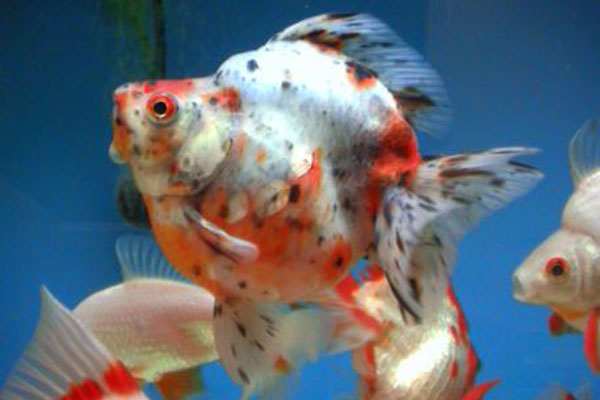 非常好看又好养的金鱼品种,各种金鱼的品种大全图片