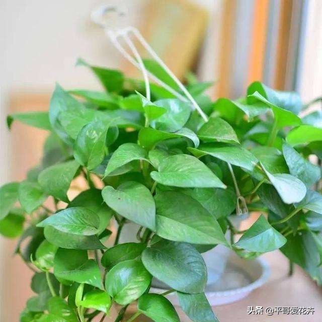 绿萝叶片发黄应该怎么治,绿萝叶片发黄是怎么回事儿