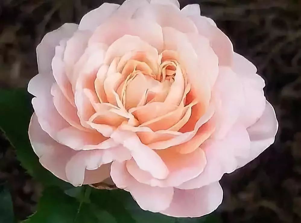 这才是世界上最贵的花卉,十大名贵花卉家养