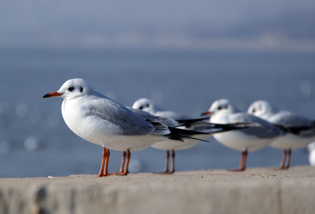 夏夜北戴河图片大全,北戴河的夏夜