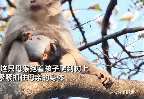 大猴子把小猴子推下悬崖被摔死,动物园猴子被猴子欺负