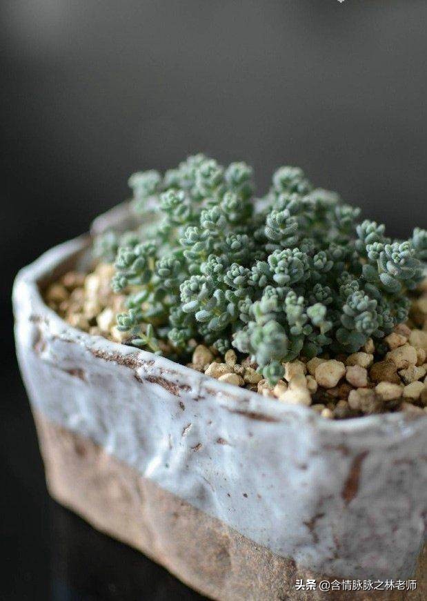 家里植物长得不好有什么说法,家里什么植物都养不好是什么原因