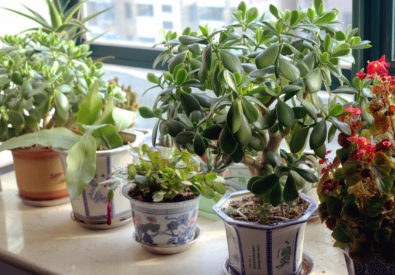 哪些废水可以浇花,生活废水怎么处理后可以浇花