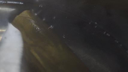 关东煮是清真的吗,中国的关东煮有多脏