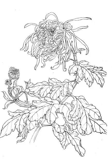 中国画菊花作品集锦,菊花花瓣白描的详细步骤