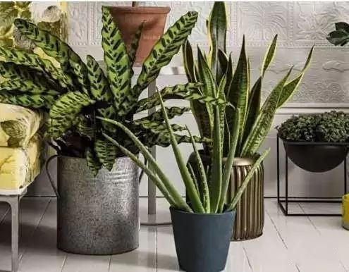 放卧室的观赏植物,适合放房间的植物好看