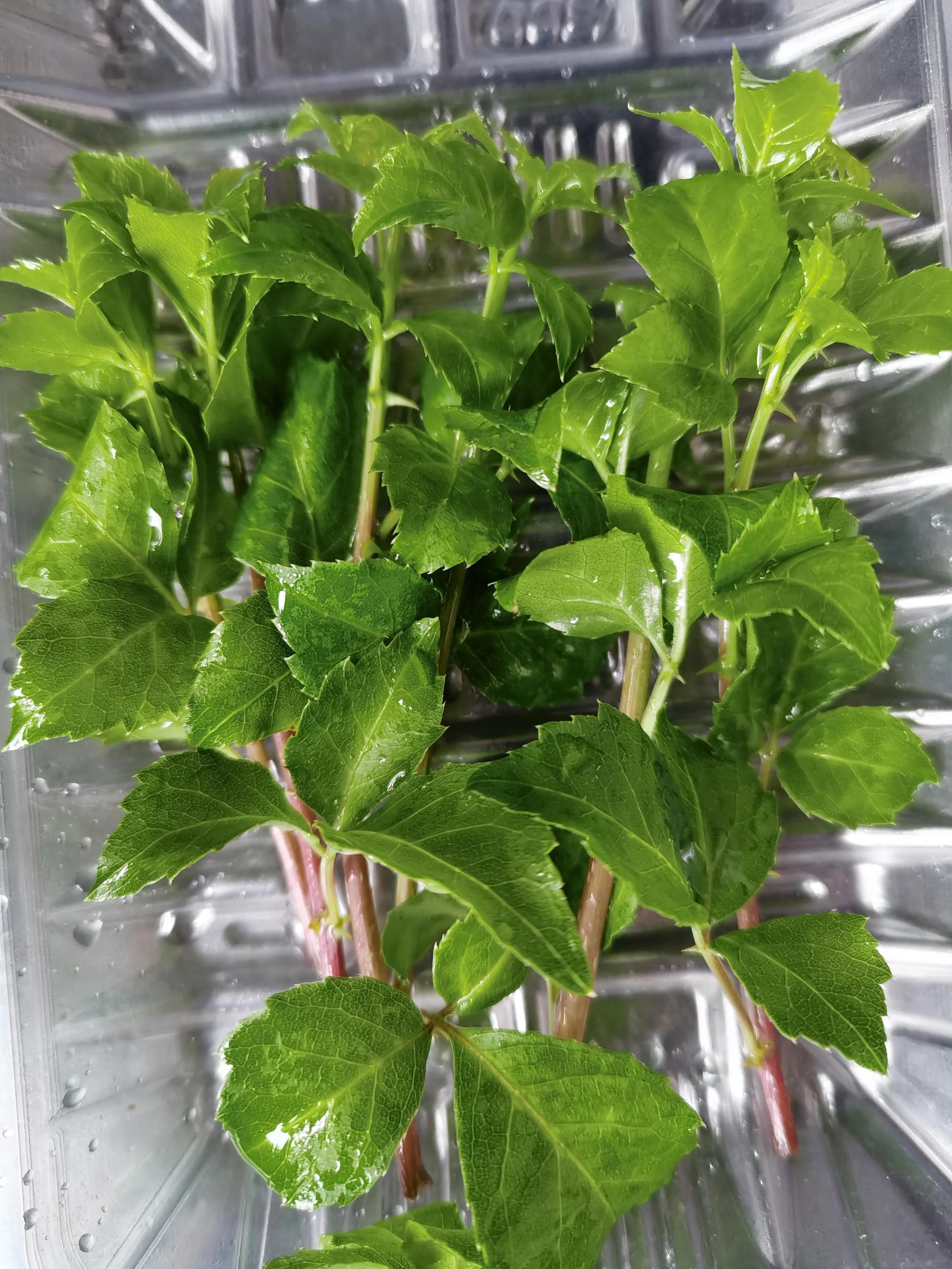 苦刺心是刺苔吗,苦刺芯味道