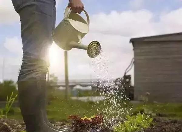 玫瑰花治疗抑郁症案例,园艺治疗成功案例