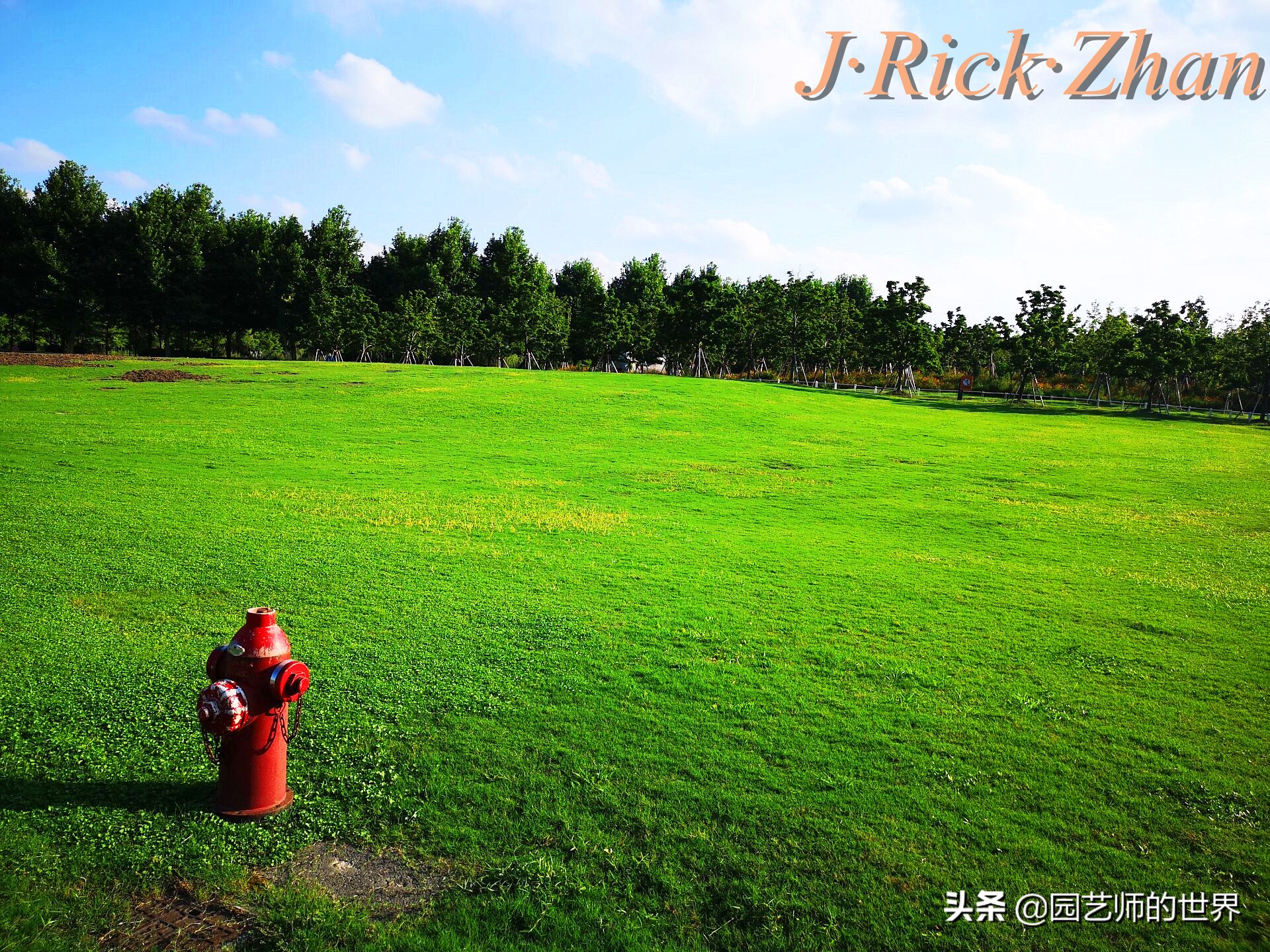 适合北方庭院种植的低矮草坪,家庭庭院怎样混搭种植草坪和蔬菜