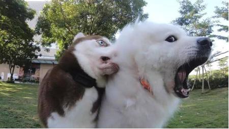 狗狗吃盐掉毛怎么补救,吃盐的狗狗