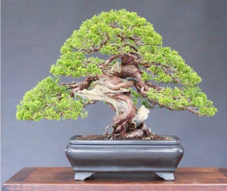 柏树桩盆景的造型,柏树舍利杆与枝条怎么完美过渡