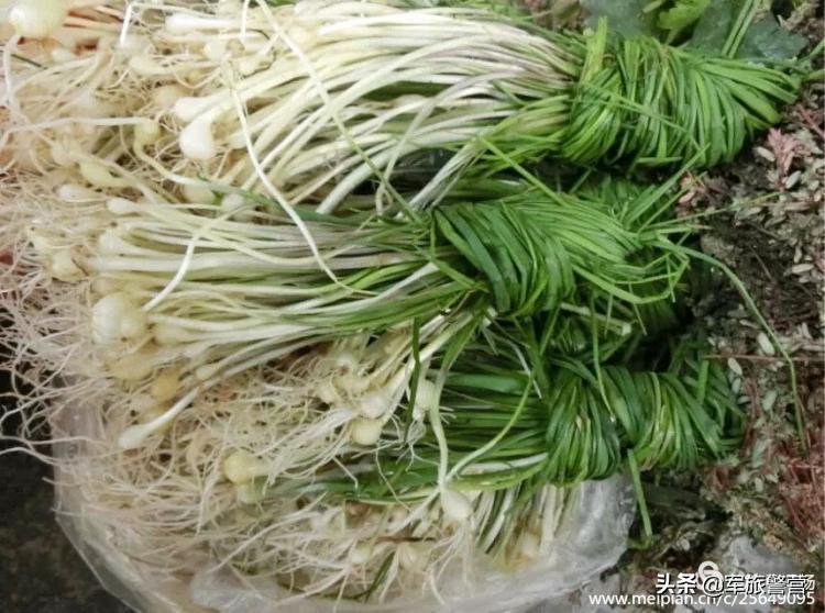 绝地突围30集,四二九冀南军区突围战纪实