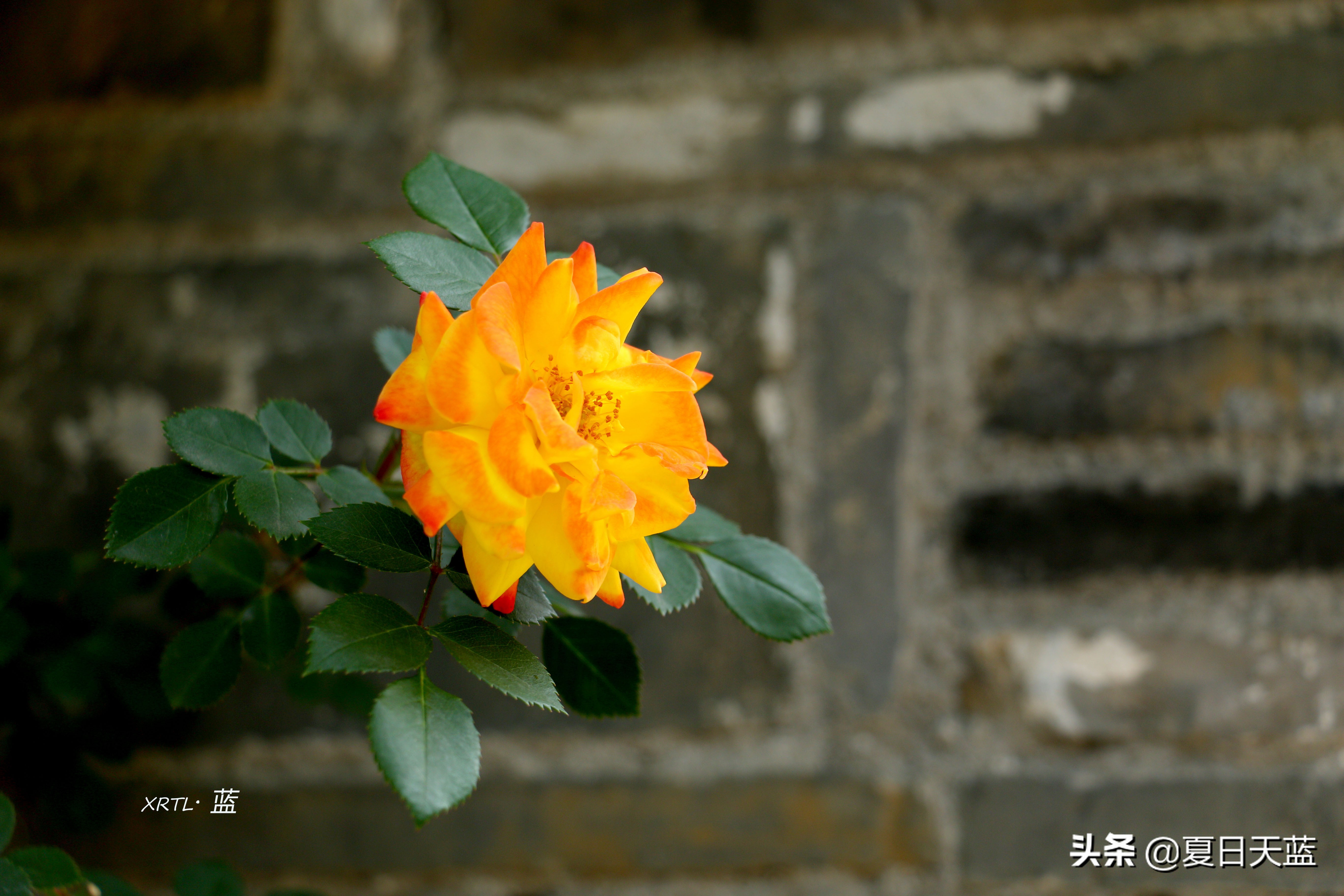 老门东蔷薇高清图片,老门东蔷薇花人像