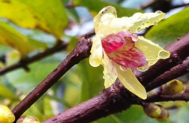 腊梅始盛开暗香扑面来,盆栽腊梅的禁忌