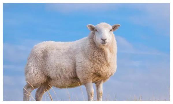 白羊座男生最大爱好,白羊座男生的三大特点分析